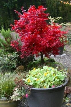 Shaina Dwarf Red Japanese Maple (Single Trunk / Standard) - 2 Gallon Pot 11 Shaina Dwarf Red Japanese Maple (Single Trunk / Standard) - 2 Gallon Pot -Wilson Bros Gardens acer palmatum shaina japanese maple 12 1