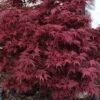 Shaina Dwarf Red Japanese Maple - 7 Gallon Pot (3.5 To 4.5') -Wilson Bros Gardens acer palmatum shaina japanese maple 4