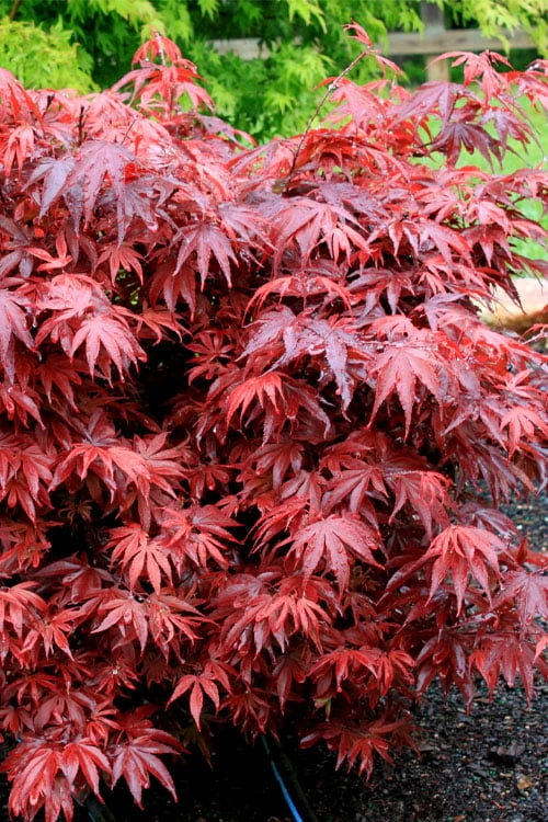 Shaina Dwarf Red Japanese Maple (Single Trunk / Standard) - 2 Gallon Pot 6 Shaina Dwarf Red Japanese Maple (Single Trunk / Standard) - 2 Gallon Pot - Image 4