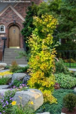 Skyscraper Columnar Japanese Maple - 1 Gallon Pot -Wilson Bros Gardens acer palmatum skyscraper japanese maple 4