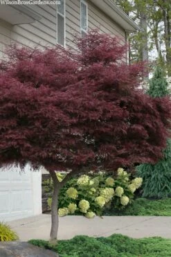 Tamukeyama Dwarf Red Japanese Maple - 1 Gallon Pot - High Grafted Tree Form 17 Tamukeyama Dwarf Red Japanese Maple - 1 Gallon Pot - High Grafted Tree Form -Wilson Bros Gardens acer palmatum tamukeyama japanese maple high graft 2