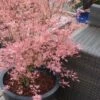 Taylor Pink Japanese Maple - 3 Gallon Pot 2 Taylor Pink Japanese Maple - 3 Gallon Pot -Wilson Bros Gardens acer palmatum taylors pink japanese maple 5