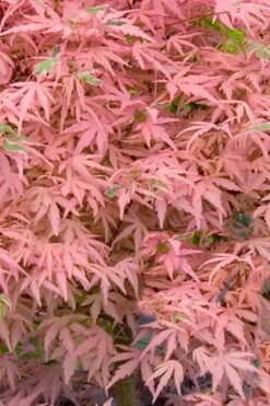 Taylor Pink Japanese Maple - 3 Gallon Pot 10 Taylor Pink Japanese Maple - 3 Gallon Pot -Wilson Bros Gardens acer palmatum taylors pink japanese maple 7