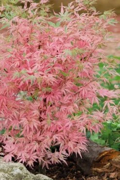 Taylor Pink Japanese Maple - 3 Gallon Pot 11 Taylor Pink Japanese Maple - 3 Gallon Pot -Wilson Bros Gardens acer palmatum taylors pink japanese maple 8