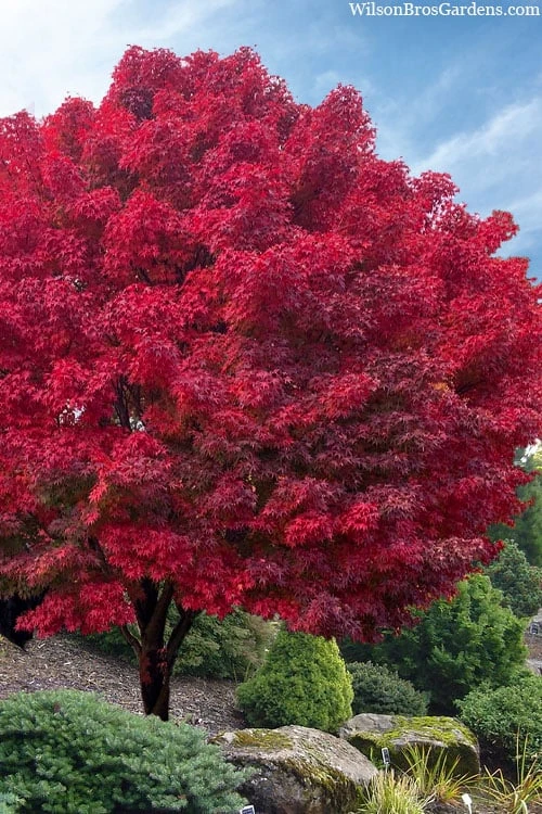 Tobiosho Japanese Maple Tree - 3 Gallon Pot 3 Tobiosho Japanese Maple Tree - 3 Gallon Pot