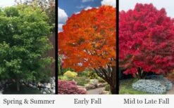 Tobiosho Japanese Maple Tree - 3 Gallon Pot 11 Tobiosho Japanese Maple Tree - 3 Gallon Pot -Wilson Bros Gardens acer palmatum tobiosho japanese maple tree 9