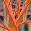 Wild Fire Coral Bark Japanese Maple - 3 Gallon Pot -Wilson Bros Gardens acer palmatum wildfire 2