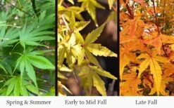 Wild Fire Coral Bark Japanese Maple - 3 Gallon Pot -Wilson Bros Gardens acer palmatum wildfire 4