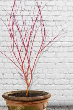 Wild Fire Coral Bark Japanese Maple - 3 Gallon Pot -Wilson Bros Gardens acer palmatum wildfire 9