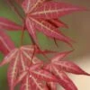 Yezo Nishiki Japanese Maple - 5 Gallon Pot (6-7') -Wilson Bros Gardens acer palmatum yezo nishiki japanese maple 1