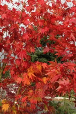 Yezo Nishiki Japanese Maple - 5 Gallon Pot (6-7') -Wilson Bros Gardens acer palmatum yezo nishiki japanese maple 10
