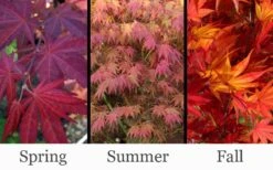 Yezo Nishiki Japanese Maple - 5 Gallon Pot (6-7') -Wilson Bros Gardens acer palmatum yezo nishiki japanese maple 14