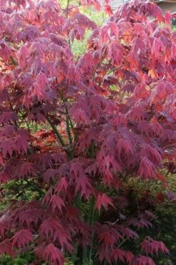 Yezo Nishiki Japanese Maple - 5 Gallon Pot (6-7') -Wilson Bros Gardens acer palmatum yezo nishiki japanese maple 5