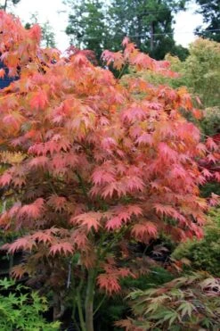 Yezo Nishiki Japanese Maple - 5 Gallon Pot (6-7') -Wilson Bros Gardens acer palmatum yezo nishiki japanese maple 6