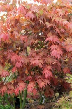 Yezo Nishiki Japanese Maple - 5 Gallon Pot (6-7') -Wilson Bros Gardens acer palmatum yezo nishiki japanese maple 7