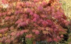 Yezo Nishiki Japanese Maple - 5 Gallon Pot (6-7') -Wilson Bros Gardens acer palmatum yezo nishiki japanese maple 8