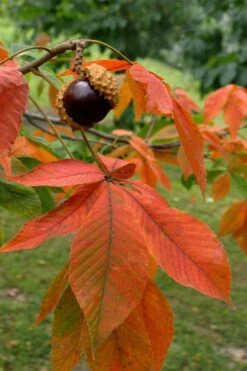 Ohio Buckeye (Aesculus Glabra) - 3 Gallon Pot -Wilson Bros Gardens aesculus glabra ohio buckeye 11