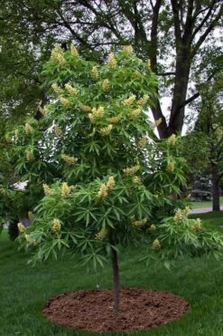 Ohio Buckeye (Aesculus Glabra) - 3 Gallon Pot -Wilson Bros Gardens aesculus glabra ohio buckeye 12