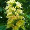 Ohio Buckeye (Aesculus Glabra) - 3 Gallon Pot -Wilson Bros Gardens aesculus glabra ohio buckeye 20