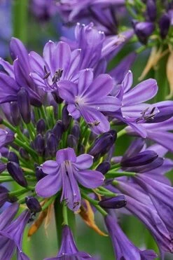 Purple Delight Agapanthus (Lily Of The Nile) - 2 Gallon Pot -Wilson Bros Gardens agapanthus purple delight 2