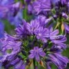 Purple Delight Agapanthus (Lily Of The Nile) - 2 Gallon Pot 1 Purple Delight Agapanthus (Lily Of The Nile) - 2 Gallon Pot -Wilson Bros Gardens agapanthus purple delight 3