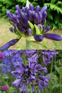 Purple Delight Agapanthus (Lily Of The Nile) - 2 Gallon Pot -Wilson Bros Gardens agapanthus purple delight 4