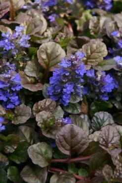 Bronze Beauty Ajuga - Bugleweed - 18 Count Flats Of Pint Pots -Wilson Bros Gardens ajuga bronze beauty 28 1