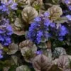 Bronze Beauty Ajuga (Bugleweed) - 5 Pack Of 4" Pint Pots -Wilson Bros Gardens ajuga bronze beauty 28
