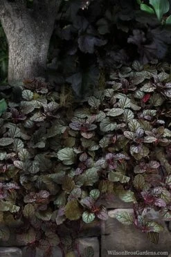 Bronze Beauty Ajuga (Bugleweed) - 5 Pack Of 4" Pint Pots 9 Bronze Beauty Ajuga (Bugleweed) - 5 Pack Of 4" Pint Pots -Wilson Bros Gardens ajuga bronze beauty 30