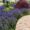 Bronze Beauty Ajuga - Bugleweed - 18 Count Flats Of Pint Pots -Wilson Bros Gardens ajuga reptans bronze beauty bugleweed 102