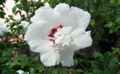 Morning Star Rose Of Sharon (Single Trunk Tree) - 7 Gallon Pot (3-4') -Wilson Bros Gardens altheamorningstar