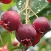 Shadblow Serviceberry Tree (Amelanchier Canadensis) - 5 Gallon Pot 2 Shadblow Serviceberry Tree (Amelanchier Canadensis) - 5 Gallon Pot -Wilson Bros Gardens amelanchier arborea shadblow serviceberry berries 2