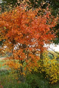 Shadblow Serviceberry Tree (Amelanchier Canadensis) - 5 Gallon Pot -Wilson Bros Gardens amelanchier arborea shadblow serviceberry fall foliage