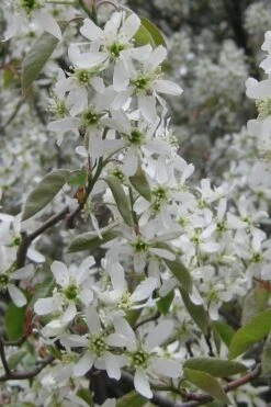 Shadblow Serviceberry Tree (Amelanchier Canadensis) - 5 Gallon Pot -Wilson Bros Gardens amelanchier arborea shadblow serviceberry flowers 4
