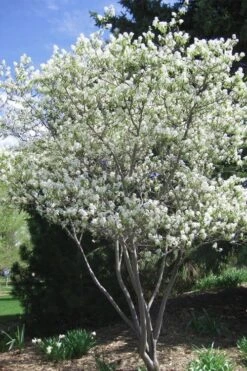 Shadblow Serviceberry Tree (Amelanchier Canadensis) - 5 Gallon Pot -Wilson Bros Gardens amelanchier arborea shadblow serviceberry tree 2