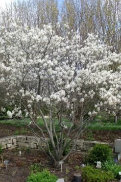 Shadblow Serviceberry Tree (Amelanchier Canadensis) - 5 Gallon Pot -Wilson Bros Gardens amelanchier arborea shadblow serviceberry tree 3