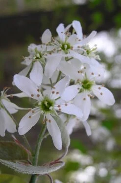 Autumn Brilliance Serviceberry Tree - 1 Gallon Pot 15 Autumn Brilliance Serviceberry Tree - 1 Gallon Pot -Wilson Bros Gardens amelanchier grandiflora autumn brilliance serviceberry 1