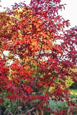 Autumn Brilliance Serviceberry Tree - 1 Gallon Pot 19 Autumn Brilliance Serviceberry Tree - 1 Gallon Pot -Wilson Bros Gardens amelanchier grandiflora autumn brilliance serviceberry 3