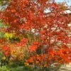 Autumn Brilliance Serviceberry Tree - 1 Gallon Pot 1 Autumn Brilliance Serviceberry Tree - 1 Gallon Pot -Wilson Bros Gardens amelanchier grandiflora autumn brilliance serviceberry 4