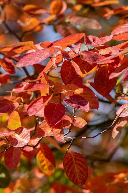 Autumn Brilliance Serviceberry Tree - 1 Gallon Pot 9 Autumn Brilliance Serviceberry Tree - 1 Gallon Pot - Image 7