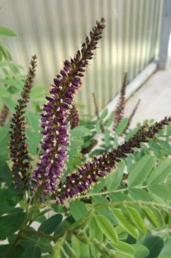 Indigo Bush (Amorpha Fruticosa) - 3 Gallon Pot -Wilson Bros Gardens amorpha fruticosa indigo bush 10