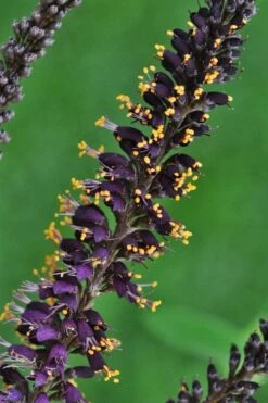 Indigo Bush (Amorpha Fruticosa) - 3 Gallon Pot -Wilson Bros Gardens amorpha fruticosa indigo bush 11