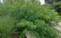 Indigo Bush (Amorpha Fruticosa) - 3 Gallon Pot -Wilson Bros Gardens amorpha fruticosa indigo bush 14