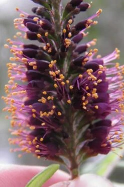 Indigo Bush (Amorpha Fruticosa) - 3 Gallon Pot -Wilson Bros Gardens amorpha fruticosa indigo bush 2