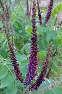 Indigo Bush (Amorpha Fruticosa) - 3 Gallon Pot -Wilson Bros Gardens amorpha fruticosa indigo bush 5