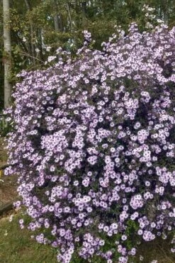 Climbing Aster (Ampelaster Carolianianus) - 1 Gallon Pot -Wilson Bros Gardens ampelaster carolinianus climbiing aster 1