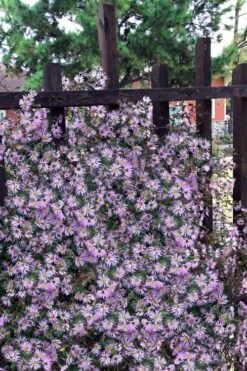 Climbing Aster (Ampelaster Carolianianus) - 1 Gallon Pot -Wilson Bros Gardens ampelaster carolinianus climbiing aster 11