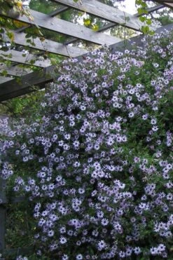 Climbing Aster (Ampelaster Carolianianus) - 1 Gallon Pot -Wilson Bros Gardens ampelaster carolinianus climbiing aster 4