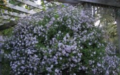 Climbing Aster (Ampelaster Carolianianus) - 1 Gallon Pot -Wilson Bros Gardens ampelaster carolinianus climbiing aster 5