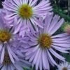 Climbing Aster (Ampelaster Carolianianus) - 1 Gallon Pot -Wilson Bros Gardens ampelaster carolinianus climbiing aster 6